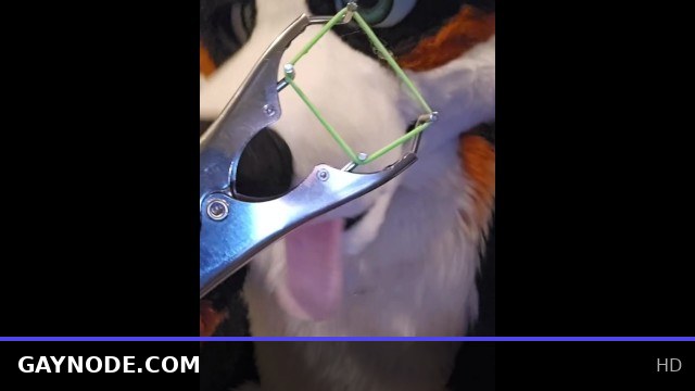 Elastrator Play with @AngryBarks Good Boys Get Neutered!